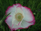 DSC01005