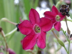 Flore 71